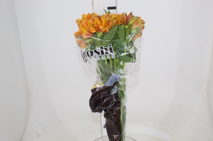 <h4>ALSTROEMERIA GYPSY 080 CM LARANJA</h4>