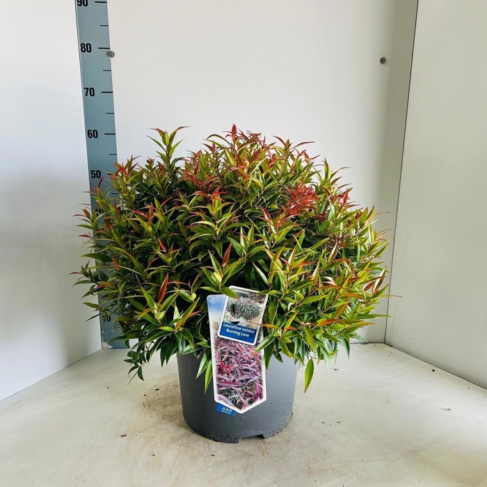 <h4>Leucothoe Burning Love</h4>