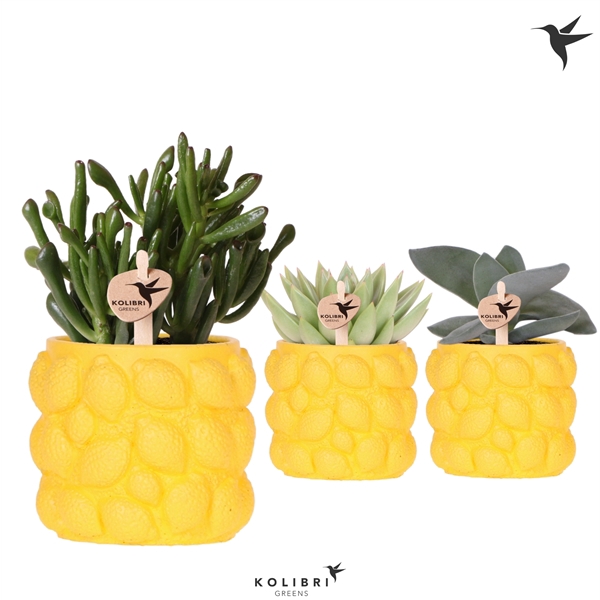 <h4>Kolibri Greens Succulenten mix in Citrus pot yellow</h4>