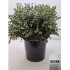 EUC PARVIFOLIA PER STEEL-IT-