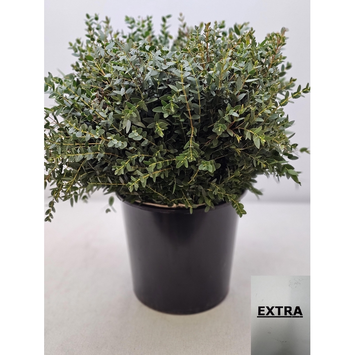 <h4>EUC PARVIFOLIA PB</h4>