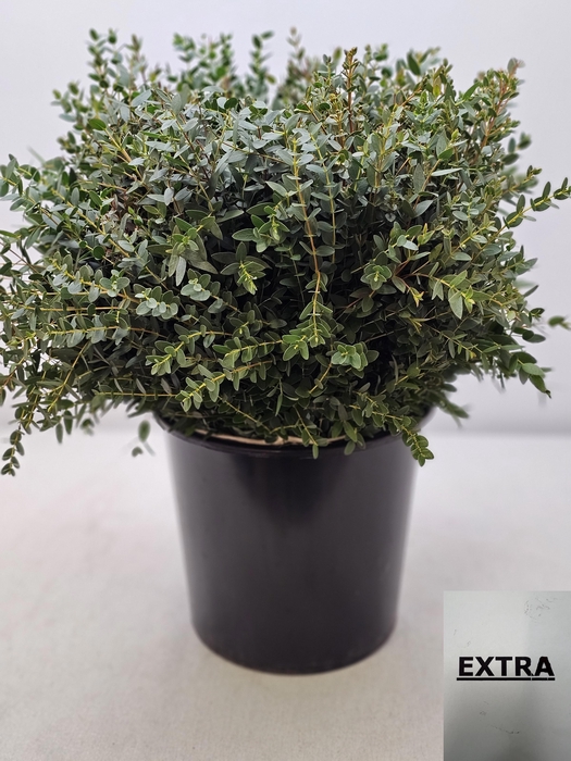 EUC PARVIFOLIA PER STEEL-IT-
