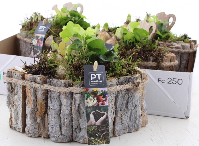 <h4>ARR PL IN SCHAAL</h4>