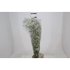 GYPSOPHILA DYNAMIC LOVE 070 CM