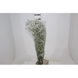 GYPSOPHILA DYNAMIC LOVE 070 CM