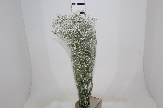 GYPSOPHILA DYNAMIC LOVE 070 CM