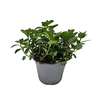 Mentha piperita