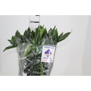 FOLHAGEM COCCULUS LAURIFOLIUS 060 CM