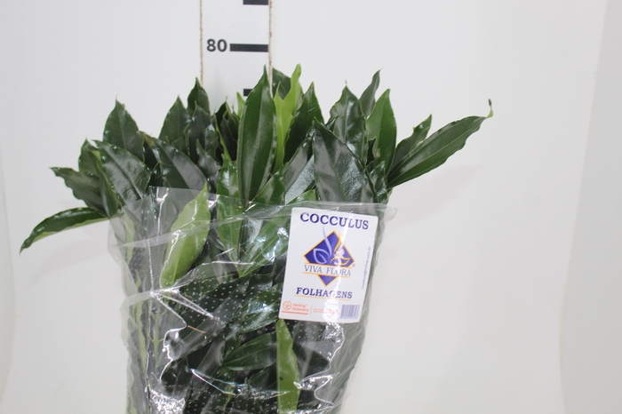 <h4>FOLHAGEM COCCULUS LAURIFOLIUS 060 CM</h4>