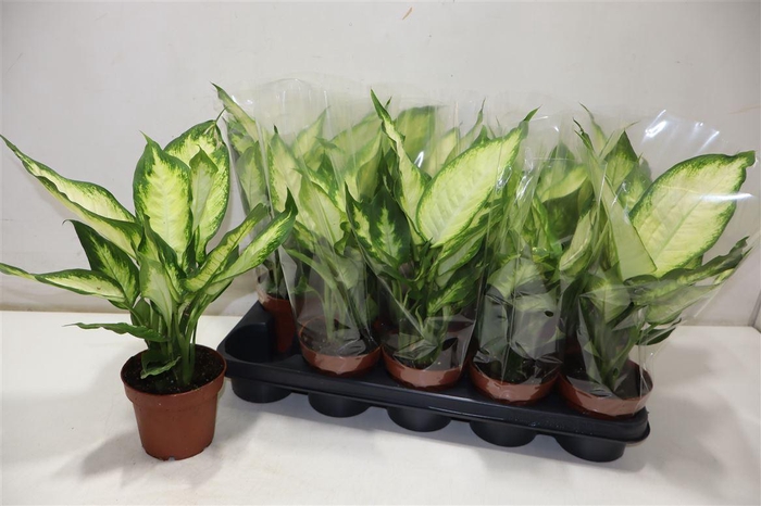 <h4>arr8 Dieff Camilla</h4>