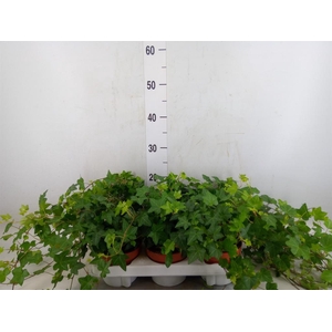 Hedera   ...green leafed