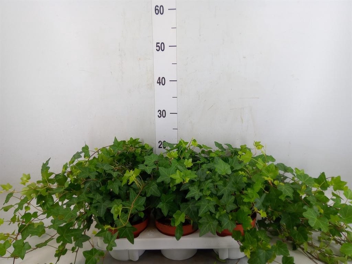 <h4>Hedera   ...green leafed</h4>