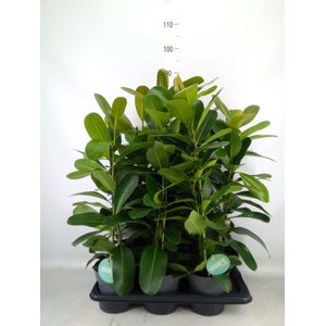 Ficus microcarpa 'Smile'