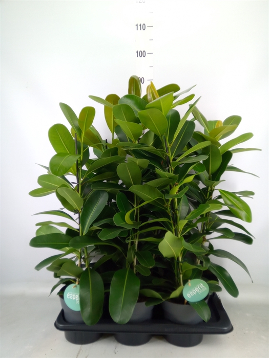 <h4>Ficus microcarpa 'Smile'</h4>