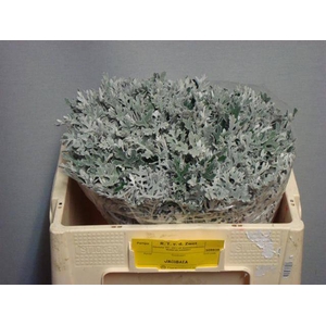 JACOBAEA MARITIMA