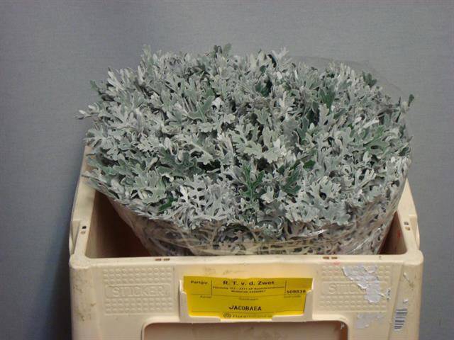 <h4>JACOBAEA MARITIMA</h4>