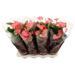 Anthurium Sweet Dream in Couture Diamond sleeve