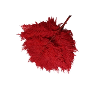 Fern Brack Preserved Red
