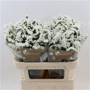 Lim S Silv Sun Birds