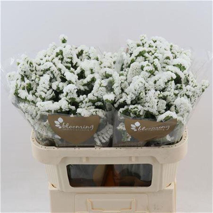 <h4>Lim S Silv Sun Birds</h4>