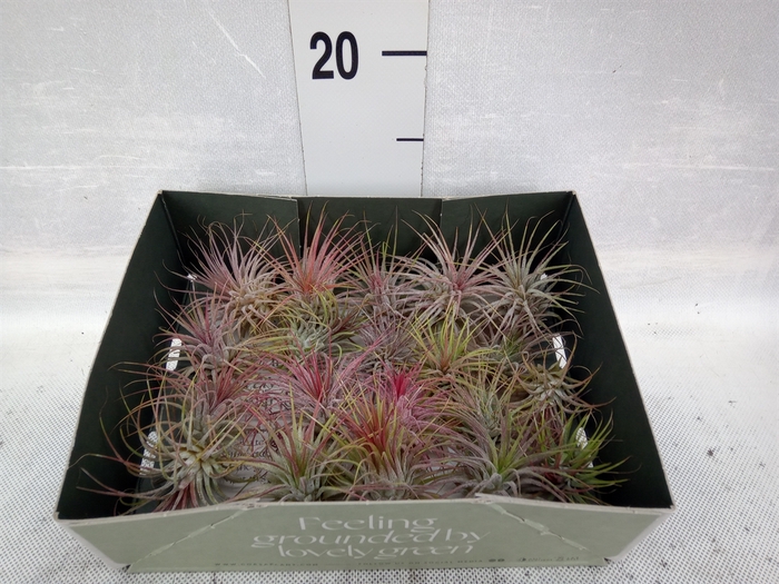 <h4>Tillandsia</h4>