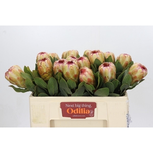 Protea Grandicolor