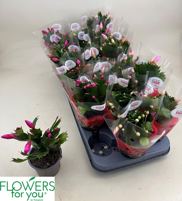 <h4>SCHLUMB GEM 3 KL</h4>