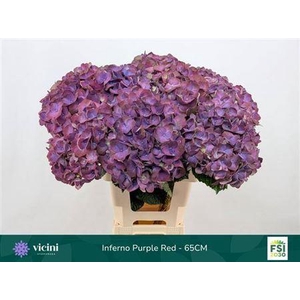 Hydr M My Inferno 60cm