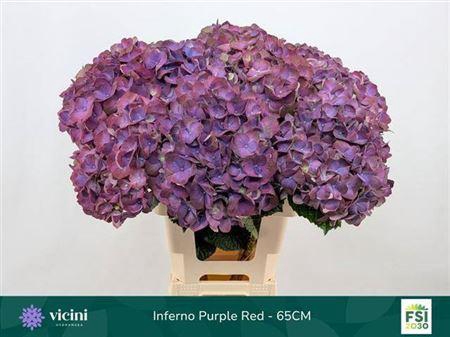 <h4>Hydr M My Inferno 60cm</h4>