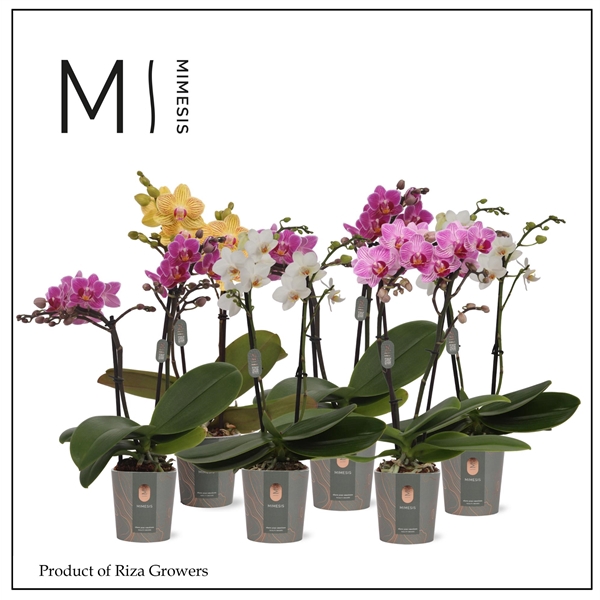 <h4>Mimesis Phal. Mix - 2 spike 7cm</h4>