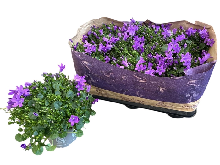 <h4>CAMP POR BLUEONE</h4>