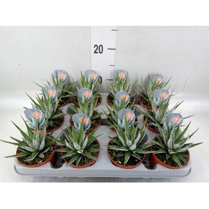 Haworthia fasciata 'Alba'