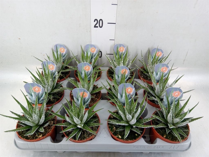 <h4>Haworthia fasciata 'Alba'</h4>