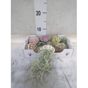 Tillandsia usneoides