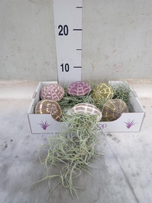 <h4>Tillandsia usneoides</h4>