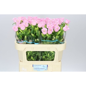 Campanula M Champ Pear Pink