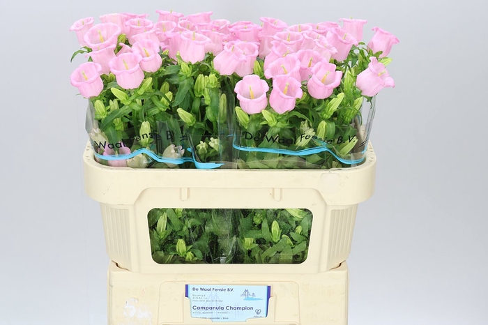 <h4>Campanula M Champ Pear Pink</h4>