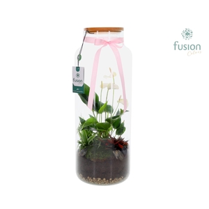 Vaas glas met Anthurium arrangement