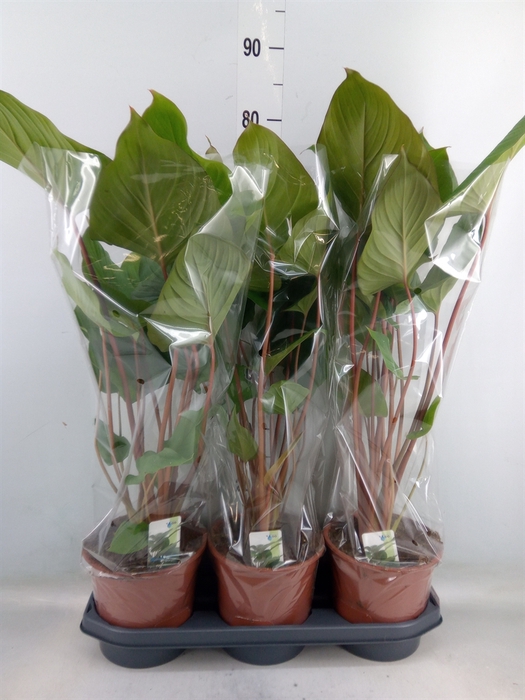 <h4>Homalomena rubescens 'Maggy'</h4>