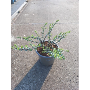 Hebe pinguifolia