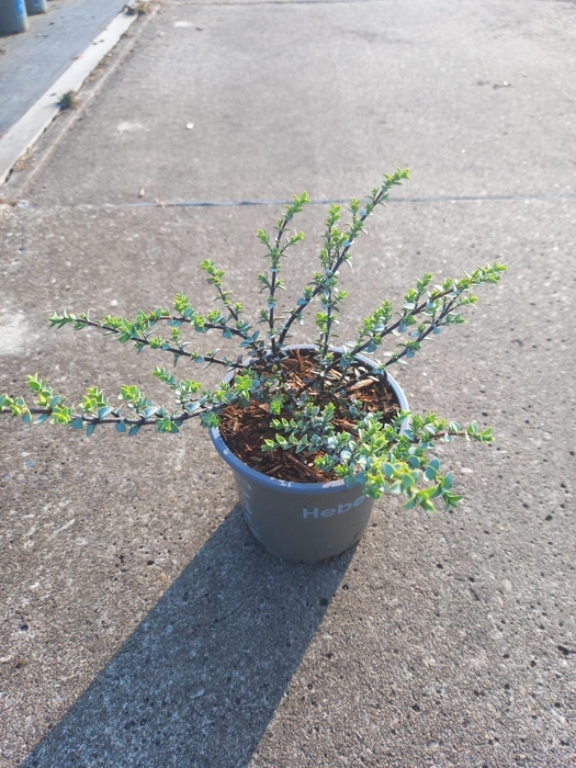 <h4>Hebe pinguifolia</h4>