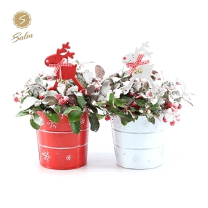 Gaultheria pr. 'Big Berry'® P10 in Zinc X-mas Duo + Reindeer + Snow