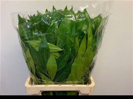 <h4>Cocculus Laurifolius</h4>