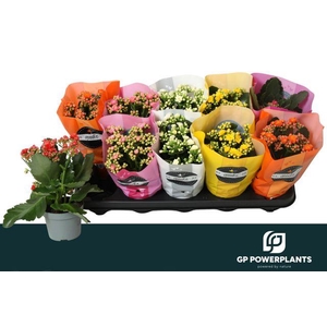 KAL GE PERF GEM 5 KL