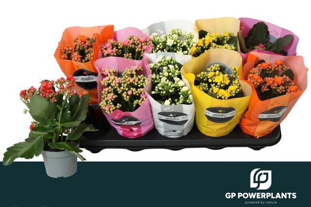 <h4>KAL GE PERF GEM 5 KL</h4>