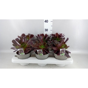 Aeonium arboreum