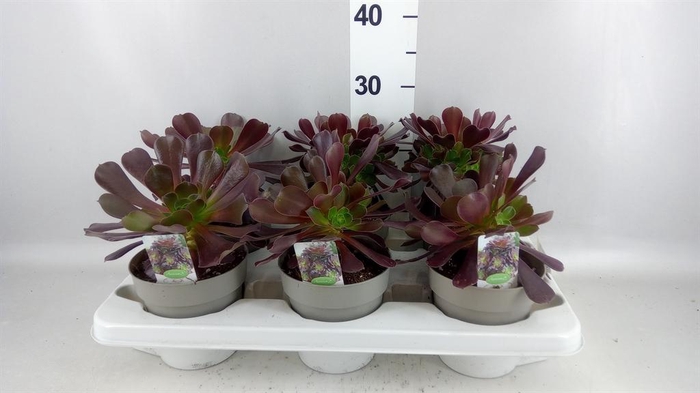 <h4>Aeonium arboreum</h4>