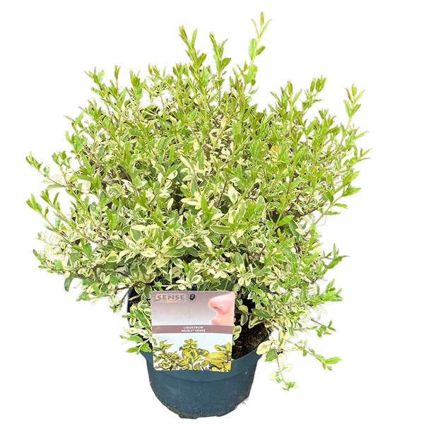 <h4>Ligustrum ibota 'Musli' ® sense</h4>