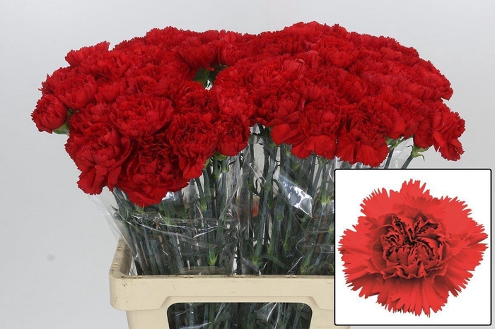 <h4>DI ST ARONA</h4>