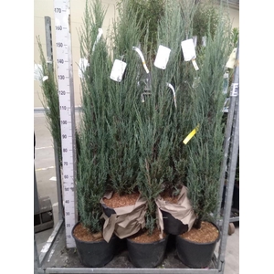 Juniperus scopulorum 'Blue Arrow'